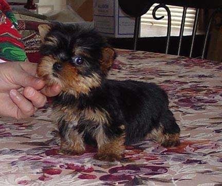 Filhotes de Yorkie Terrier para adoção